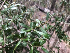 Pittosporum viscidum