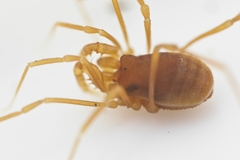 Phalangodidae