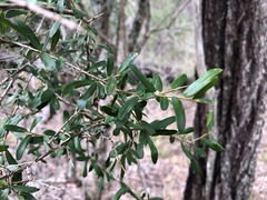 Pittosporum viscidum