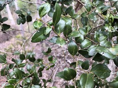 Psydrax odorata buxifolia