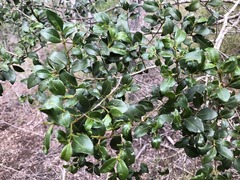 Psydrax odorata buxifolia