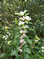 Pimelea drupacea