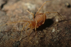 Phalangodidae