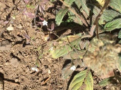 Allophyllum integrifolium