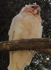 Cacatua tenuirostris