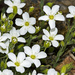 Mountain Sandwort - Photo (c) António Pena, some rights reserved (CC BY-NC-SA)