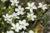 Mountain Sandwort - Photo (c) António Pena, some rights reserved (CC BY-NC-SA)