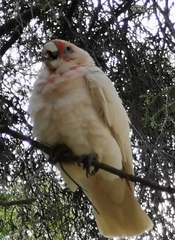 Cacatua tenuirostris