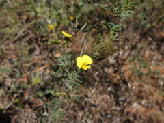Gompholobium nitidum