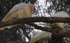 Cacatua tenuirostris