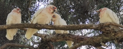 Cacatua tenuirostris