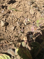 Allophyllum integrifolium