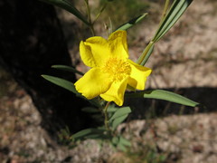 Hibbertia longifolia