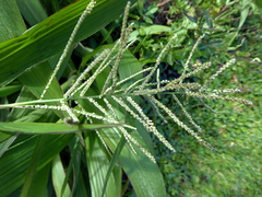 Paspalum paniculatum