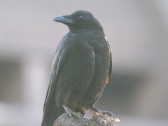 Corvus corone