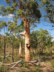 Eucalyptus pachycalyx