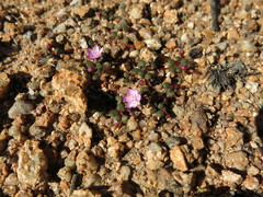Portulaca bicolor