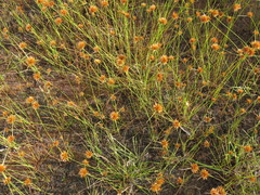 Rhynchospora heterochaeta