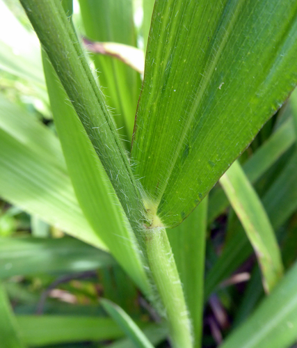 Paspalum paniculatum