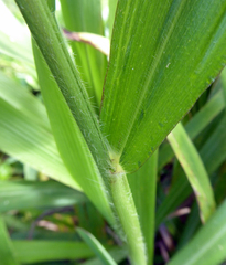 Paspalum paniculatum