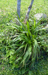 Paspalum paniculatum