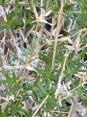 Galium stellatum eremicum