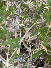 Galium stellatum eremicum