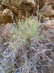 Galium stellatum eremicum
