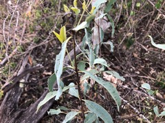 Santalum lanceolatum