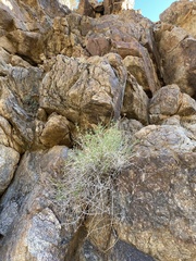 Galium stellatum eremicum