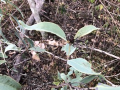 Santalum lanceolatum