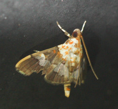 Aetholix flavibasalis