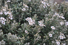 Olearia phlogopappa