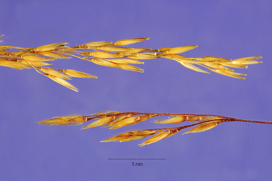 Agrostis castellana