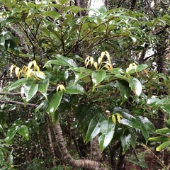 Castanopsis sieboldii