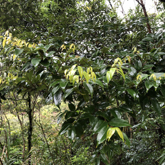 Castanopsis sieboldii