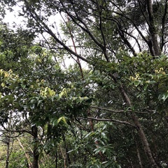 Castanopsis sieboldii