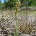 Sand Sedge - Photo (c) Biopix, some rights reserved (CC BY-NC)