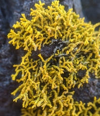 Polycauliona coralloides