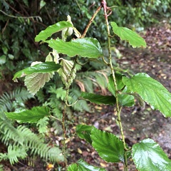 Rubus nesiotes