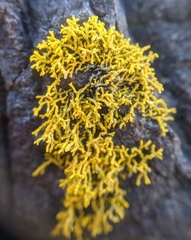 Polycauliona coralloides