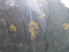 Polycauliona coralloides