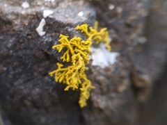 Polycauliona coralloides