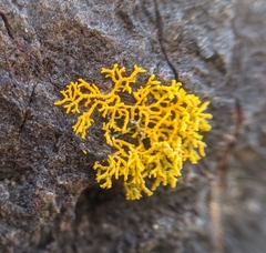 Polycauliona coralloides