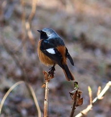 Phoenicurus auroreus