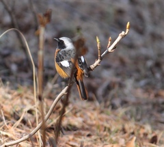 Phoenicurus auroreus