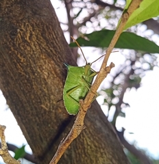 Biprorulus bibax