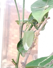 Biprorulus bibax