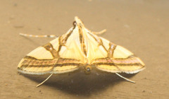 Agrioglypta