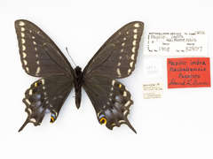 Papilio indra